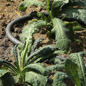 Gilmour weeper hose buried for efficient drip irrigation