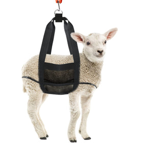 GINDOOR Calf Sling ready for weighing newborn calves.