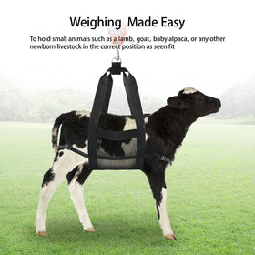 GINDOOR sling assists hoof care by suspending goats calmly.
