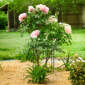 GJQ supports work for hydrangeas and roses, offering versatile use beyond peonies.
