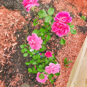 GJQ wind-resistance design helps plants stay upright during heavy gusts and rainy spells.