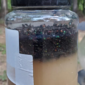 Glovv fly trap bait refills dissolve in water to attract flies.