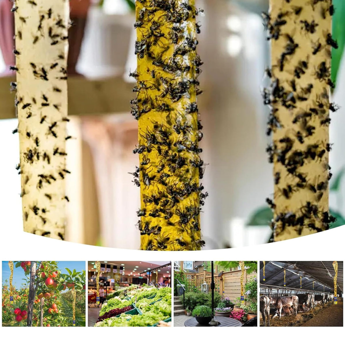 Glovv fruit fly trap strip hanging, easy monitoring and mess-free removal.