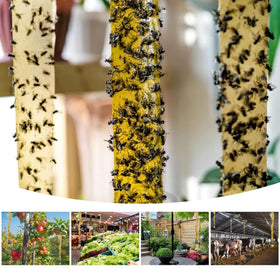 Glovv fruit fly trap strip hanging, easy monitoring and mess-free removal.