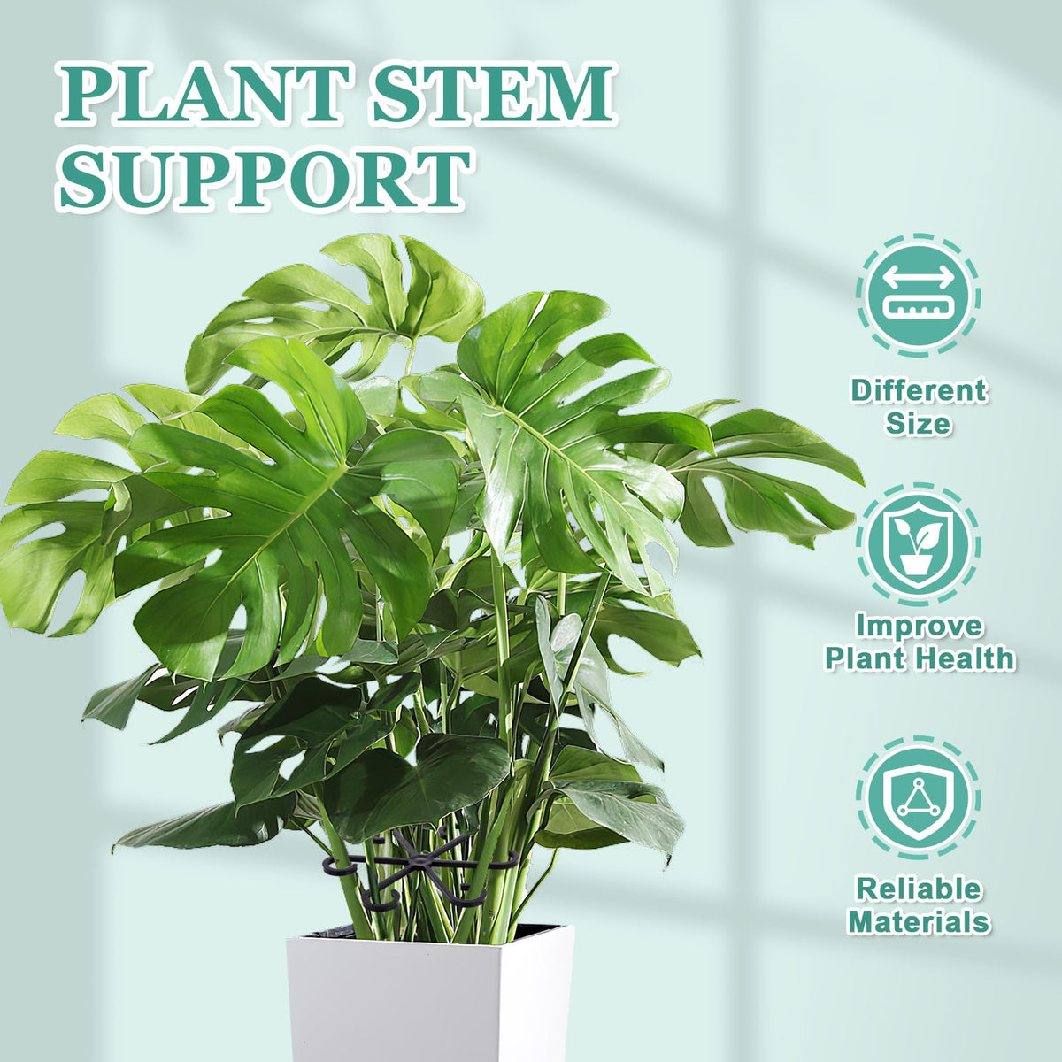 GLCSC monstera stem supports helping upright growth.
