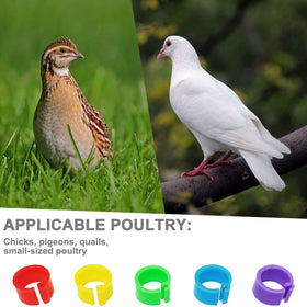 Gmeily baby chick leg bands 8mm simplify tracking young birds