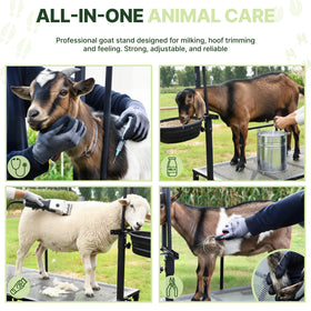 Goatzy Goat Stand sturdy platform for sheep and goat handling.