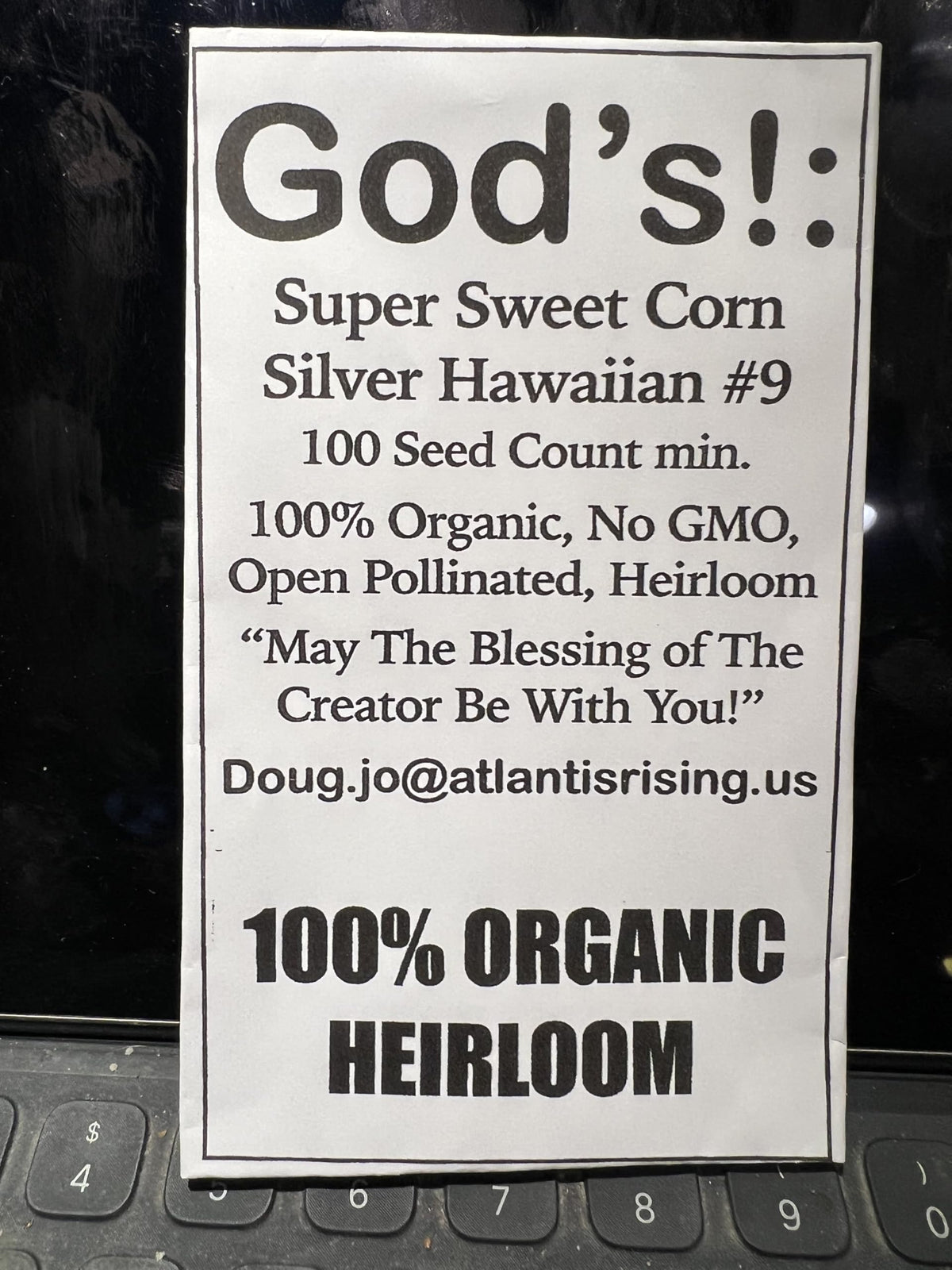 God's! Silver Hawaiian #9 corn ear on stalk for organic home garden harvest.