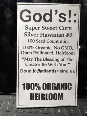 God's! Silver Hawaiian #9 corn ear on stalk for organic home garden harvest.