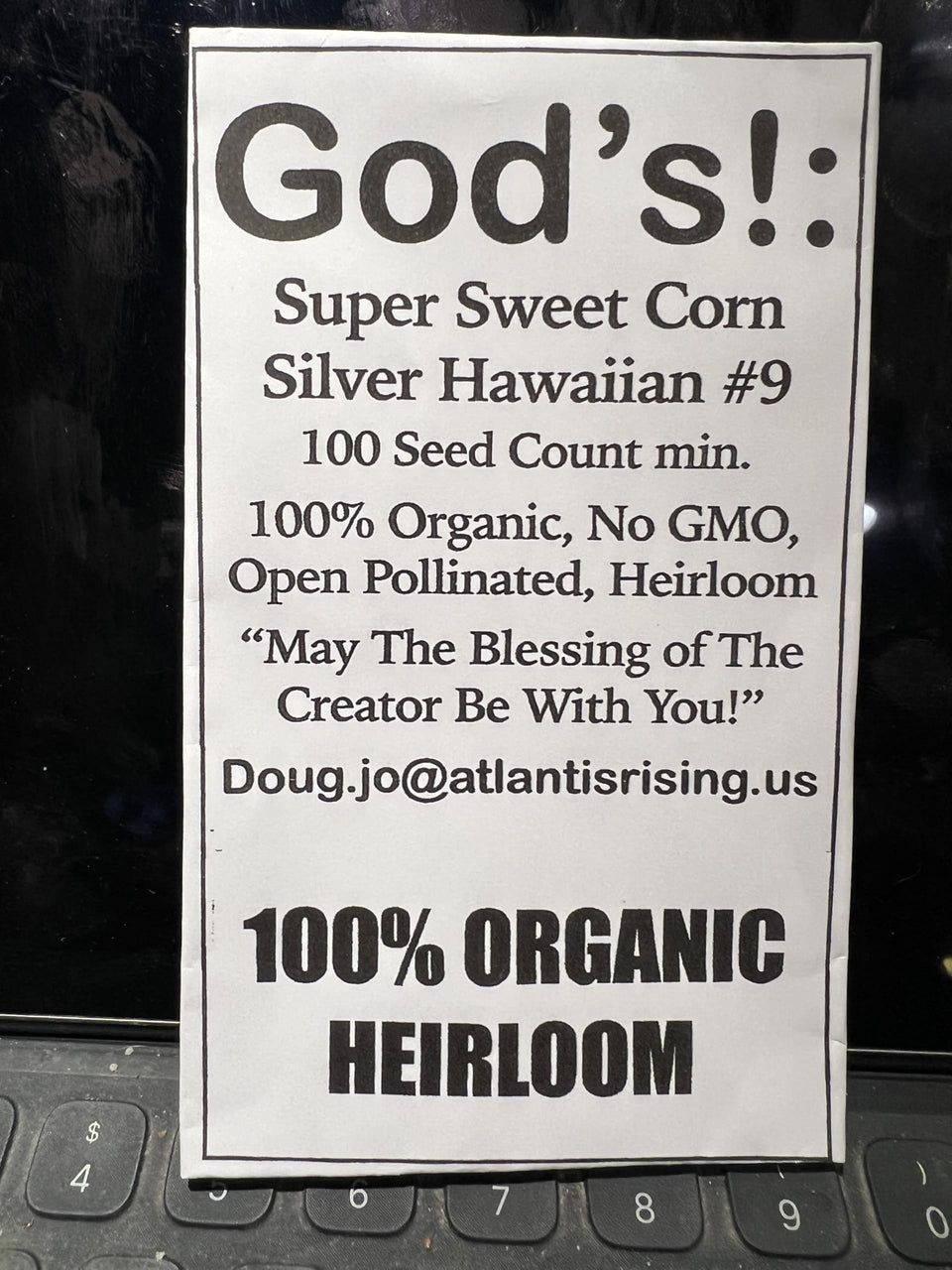 God's! Silver Hawaiian #9 corn ear on stalk for organic home garden harvest.
