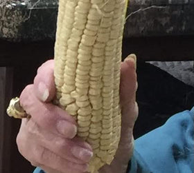 God's! Silver Hawaiian #9 kernel detail highlights sweet, creamy kernels ideal for fresh corn.