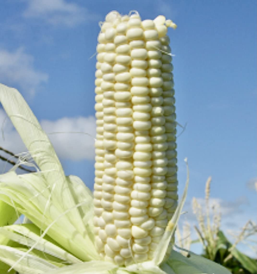God's! Silver Hawaiian #9 field-grown in Hawaii for rich, open-pollinated heritage.