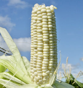 God's! Silver Hawaiian #9 field-grown in Hawaii for rich, open-pollinated heritage.