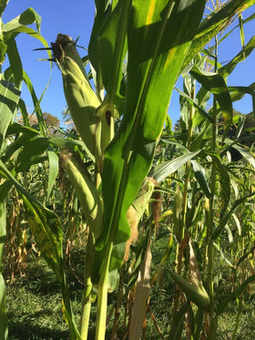 God's! Silver Hawaiian #9 open-pollinated heirloom seed for long-term garden resilience.