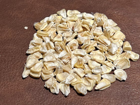 God's! Silver Hawaiian #9 corn seed germination test confirms strong sprouting.