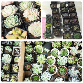 GOETOR environmentally friendly PP pots outdoor use and versatility