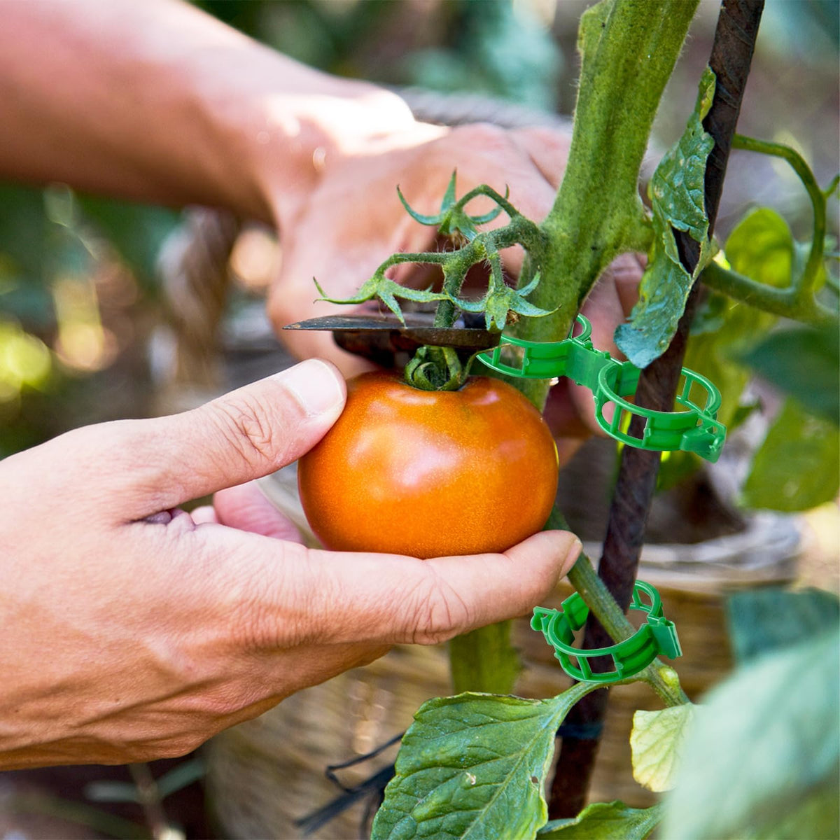 GOFULLHOME garden clips support fruits and vegetables, reducing breakage and upright growth