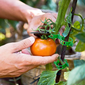 GOFULLHOME garden clips support fruits and vegetables, reducing breakage and upright growth