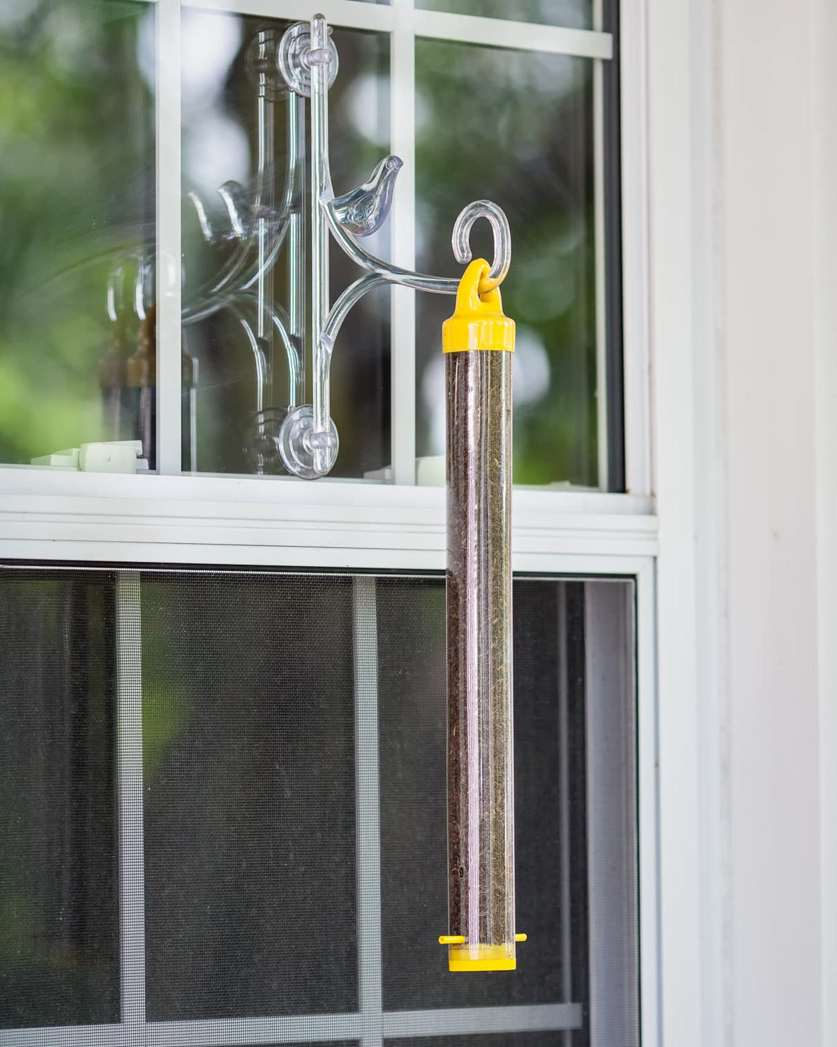 Goldfinches and chickadees at feeders in backyard.