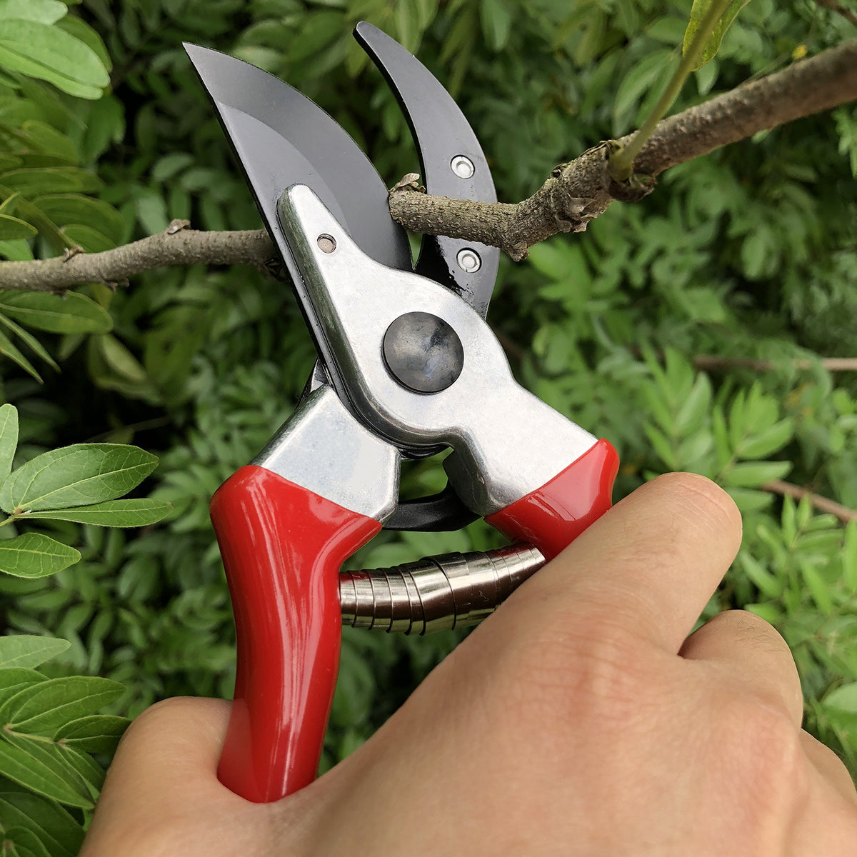 Gonicc bonsai trimming with 8inch bypass shears for delicate shaping.