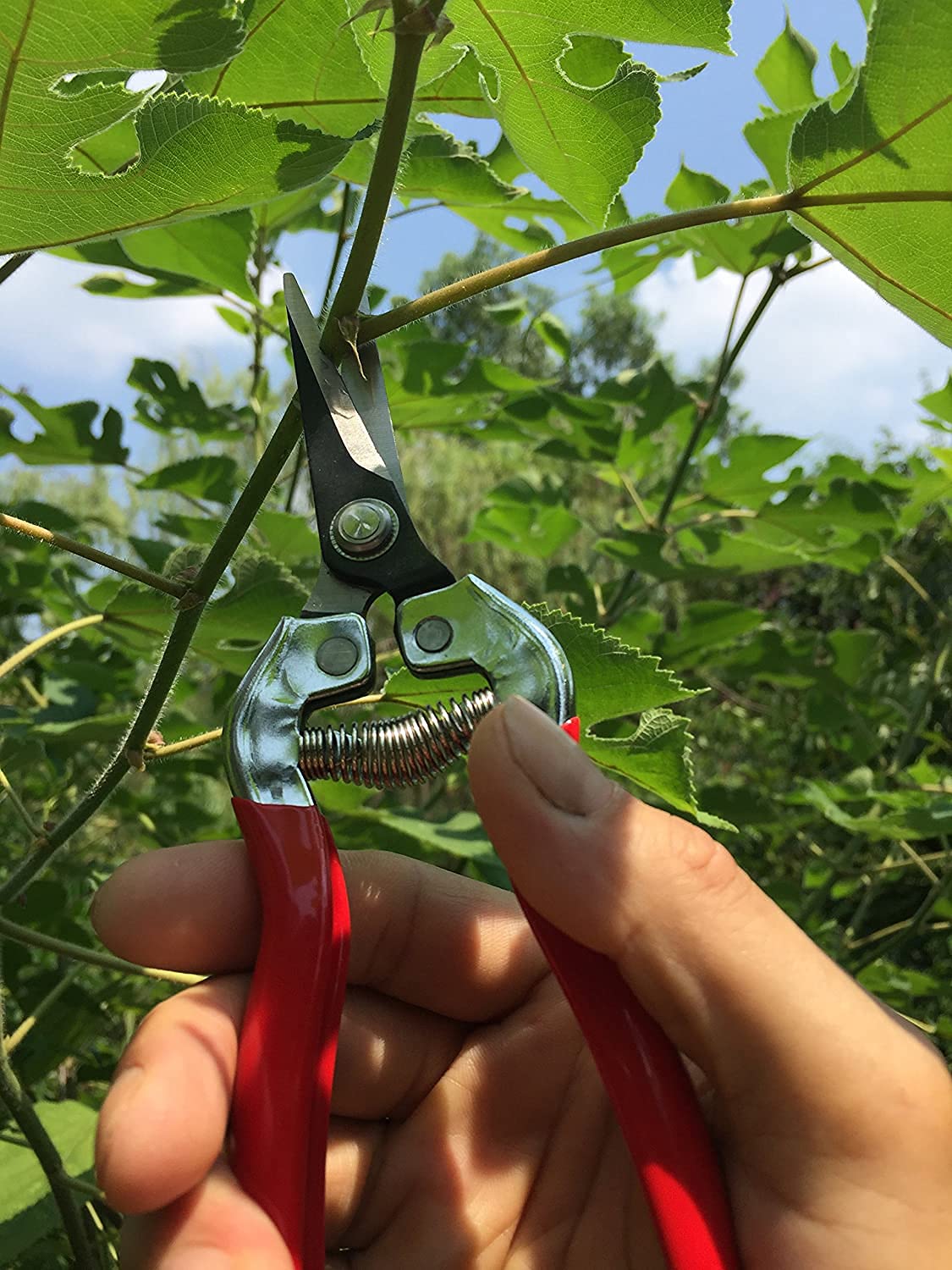 Gonicc harvesting fruits and vegetables with precise cuts