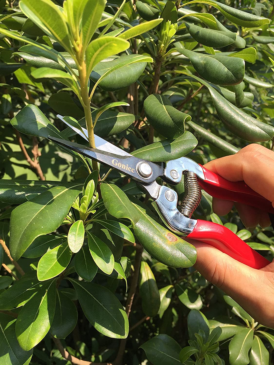Gonicc pruning hydroponic herbs with delicate trimming