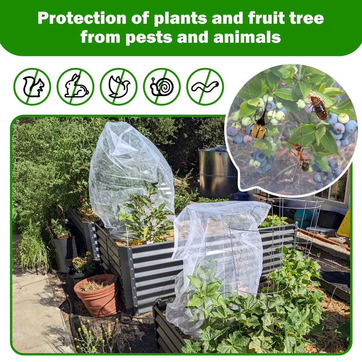 GonLei netting over blueberry plants during harvest reduces damage risk