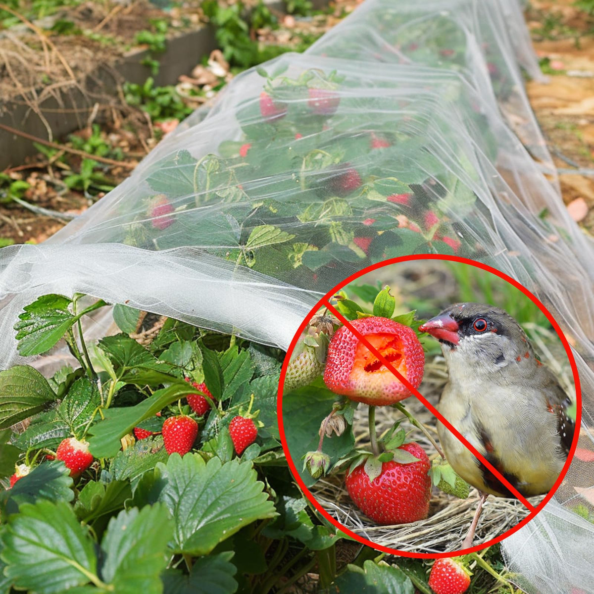 GonLei see-through mesh garden netting protects berries while maintaining airflow and watering access.