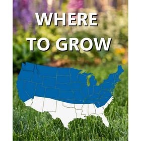GoodFair Black Beauty seed includes endophytes for natural insect resistance