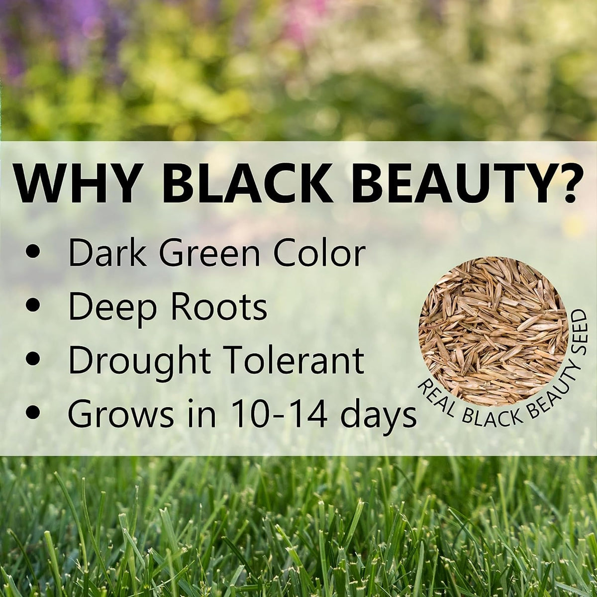 GoodFair seed for overseeding thickens bare spots, creating a lush, even lawn