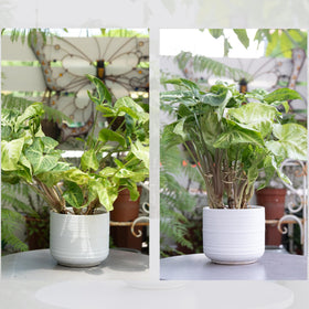 Goooxim bamboo clamps stabilize leaves for neat, tidy growth.
