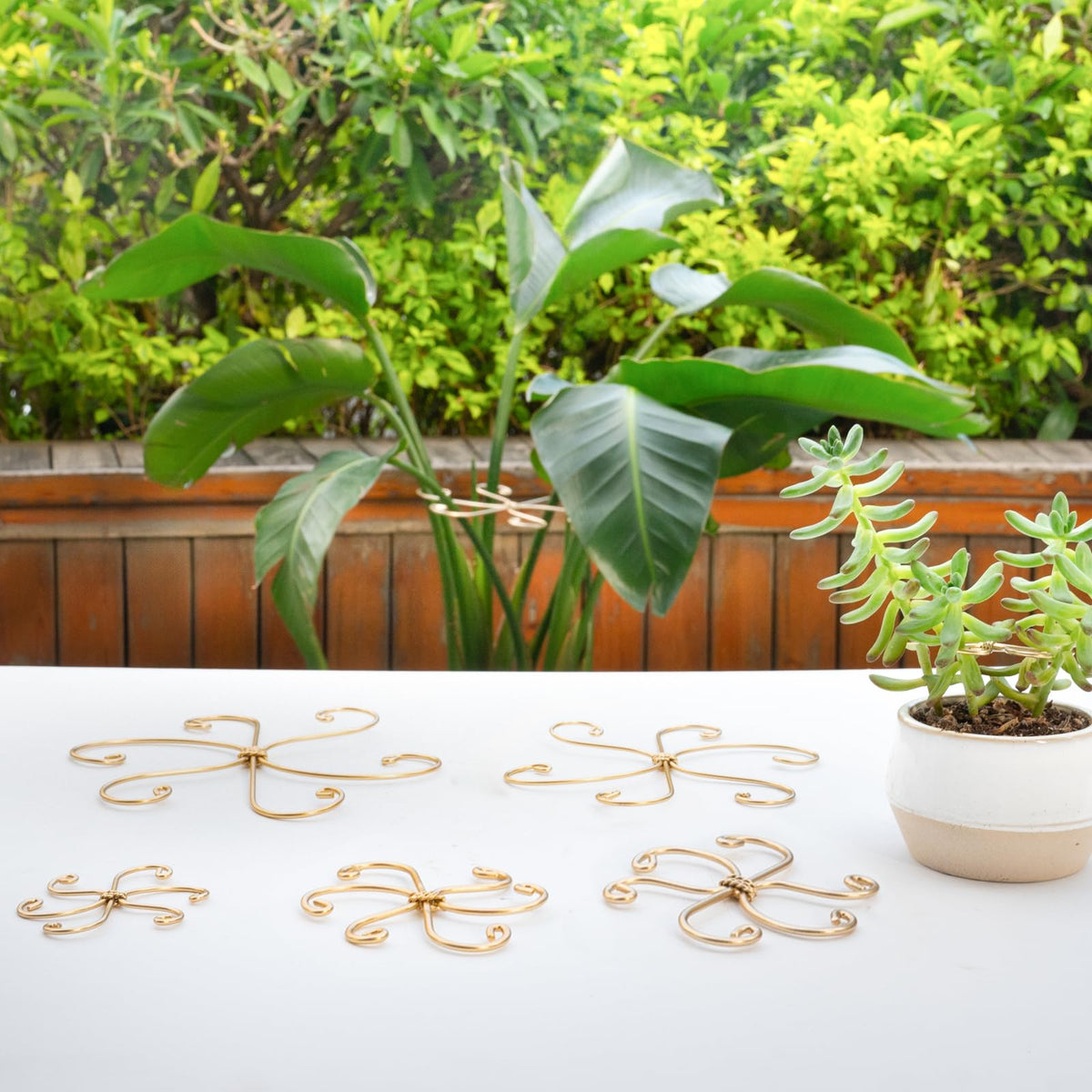 Perfect gift for plant lovers featuring Goooxim stem hooks.