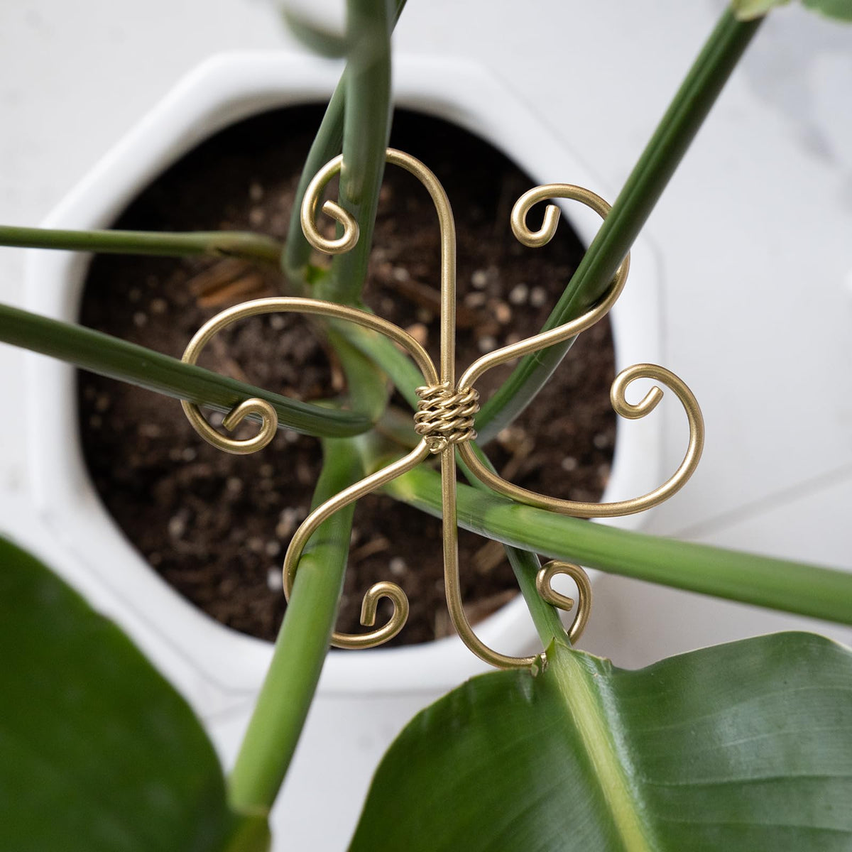 Goooxim home garden stabilizers support leafy growth and aesthetics.