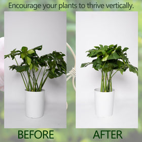 Goooxim Monstera stake frame provides discreet structure blending with home decor.