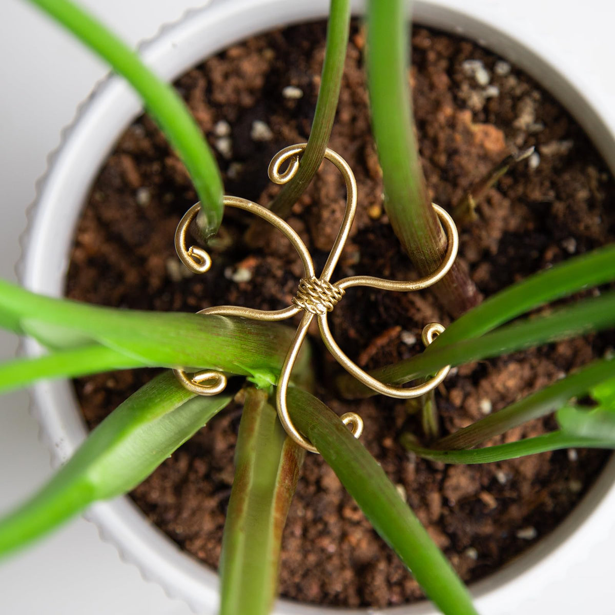 Goooxim Monstera stem support hook stabilizes a climbing plant.