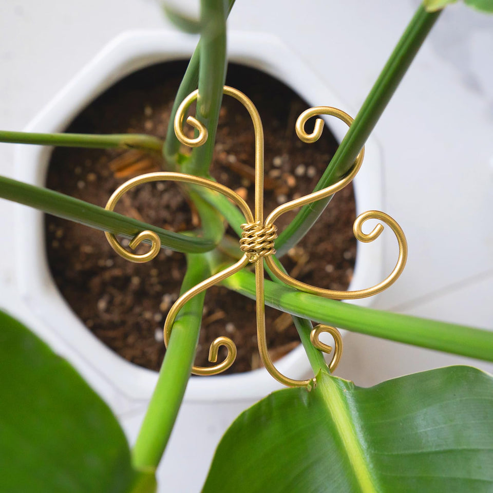 Goooxim stem support for Monstera in gold keeps vines upright for healthy growth.