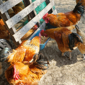 Goovilla BPA-free plastic construction promotes durable use.