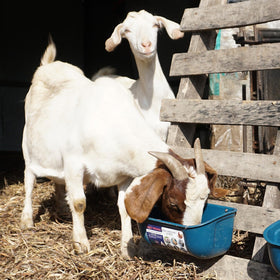 Goovilla no-waste design reduces feed spill and mess.