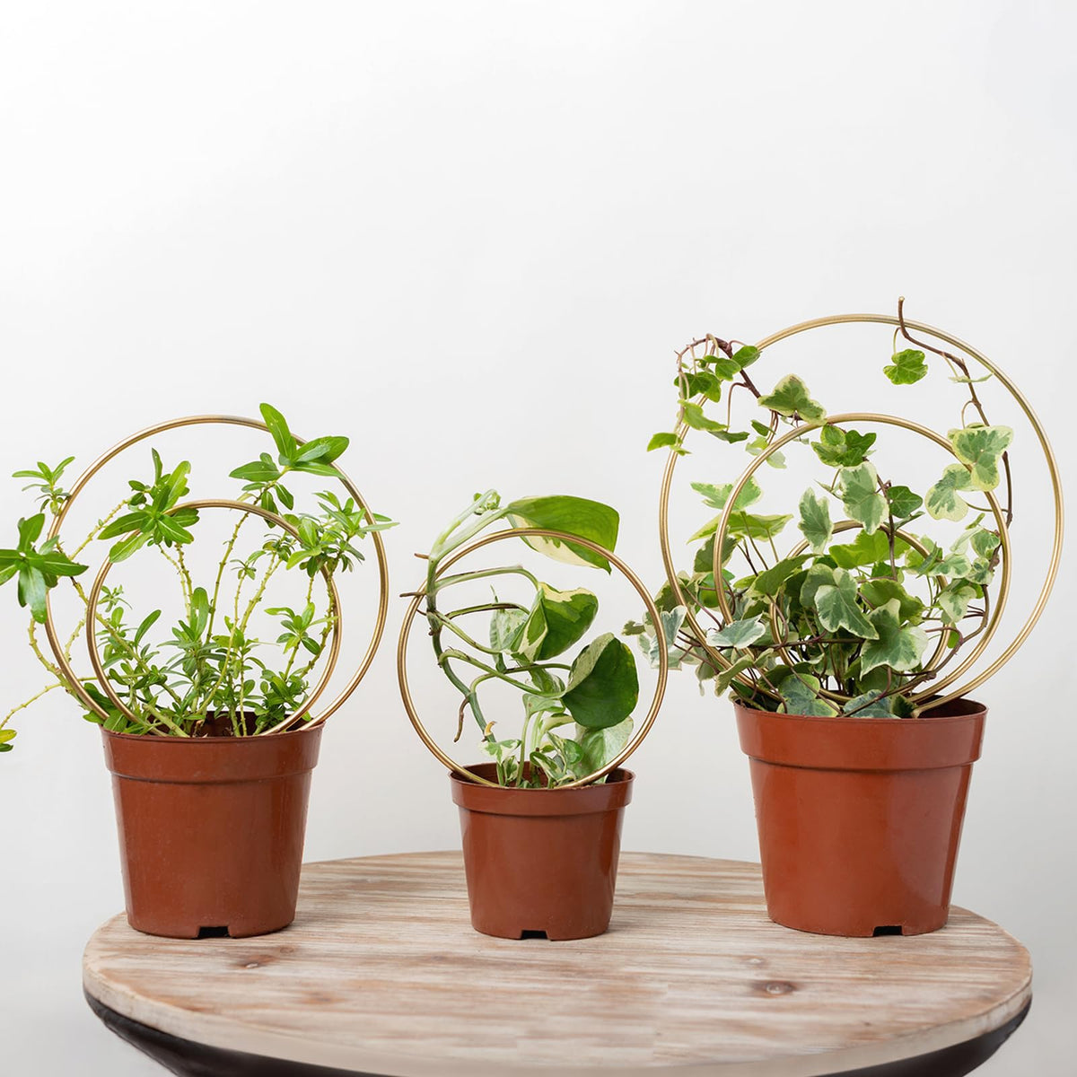 Gotrays Mirthdino Hoya Trellis front view highlights compact, decorative support for climbing plants.