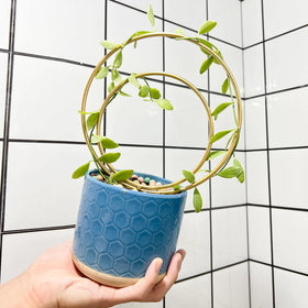 Gotrays Mirthdino Hoya Trellis plant support highlights sturdy, adjustable heights for small vines.