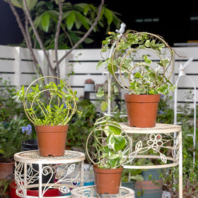 Gotrays Mirthdino Hoya Trellis side view shows sturdy, powder-coated metal construction.