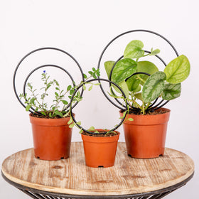 Gotrays Mirthdino Premium Hoya Trellis small circle supports Hoyas indoors.