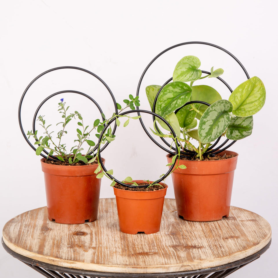 Gotrays Mirthdino Premium Hoya Trellis small circle supports Hoyas indoors.
