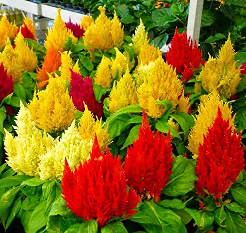 Graffiti GRDN Celosia Plumosa Mix may behave as a perennial in zones 10-12.