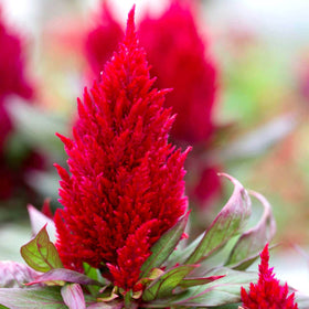 Graffiti GRDN Celosia Plumosa Mix ideal for balcony planters and container displays.