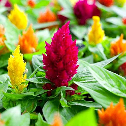 Graffiti GRDN Celosia Plumosa Mix thrives in sunny, well-ventilated garden beds.