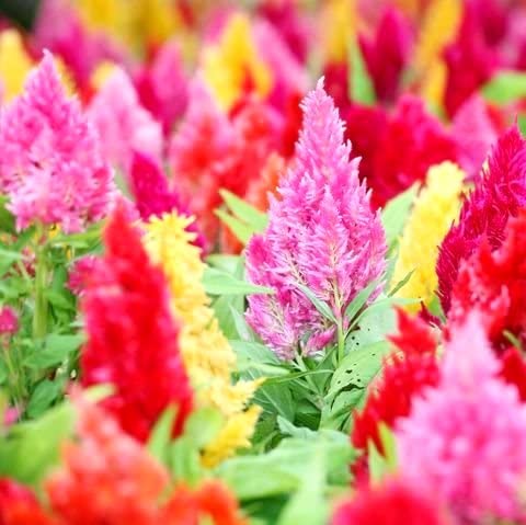 Graffiti GRDN Celosia Plumosa Mix provides continuous color from July to frost.