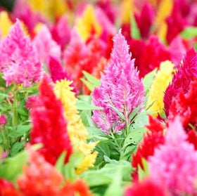 Graffiti GRDN Celosia Plumosa Mix provides continuous color from July to frost.