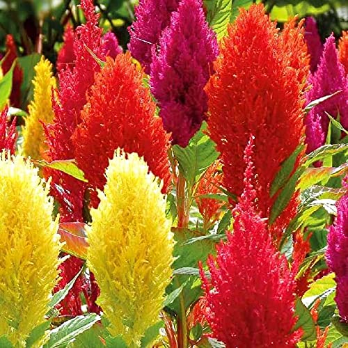 Graffiti GRDN Celosia Plumosa Mix feathery plumes brighten sunny beds.