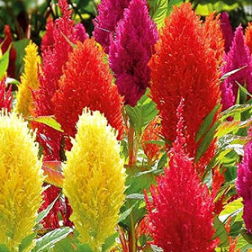 Graffiti GRDN Celosia Plumosa Mix feathery plumes brighten sunny beds.